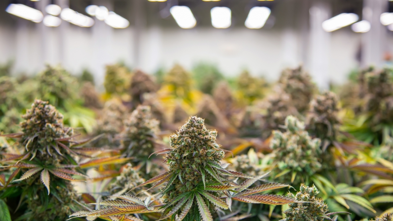 Marijuana growing operation