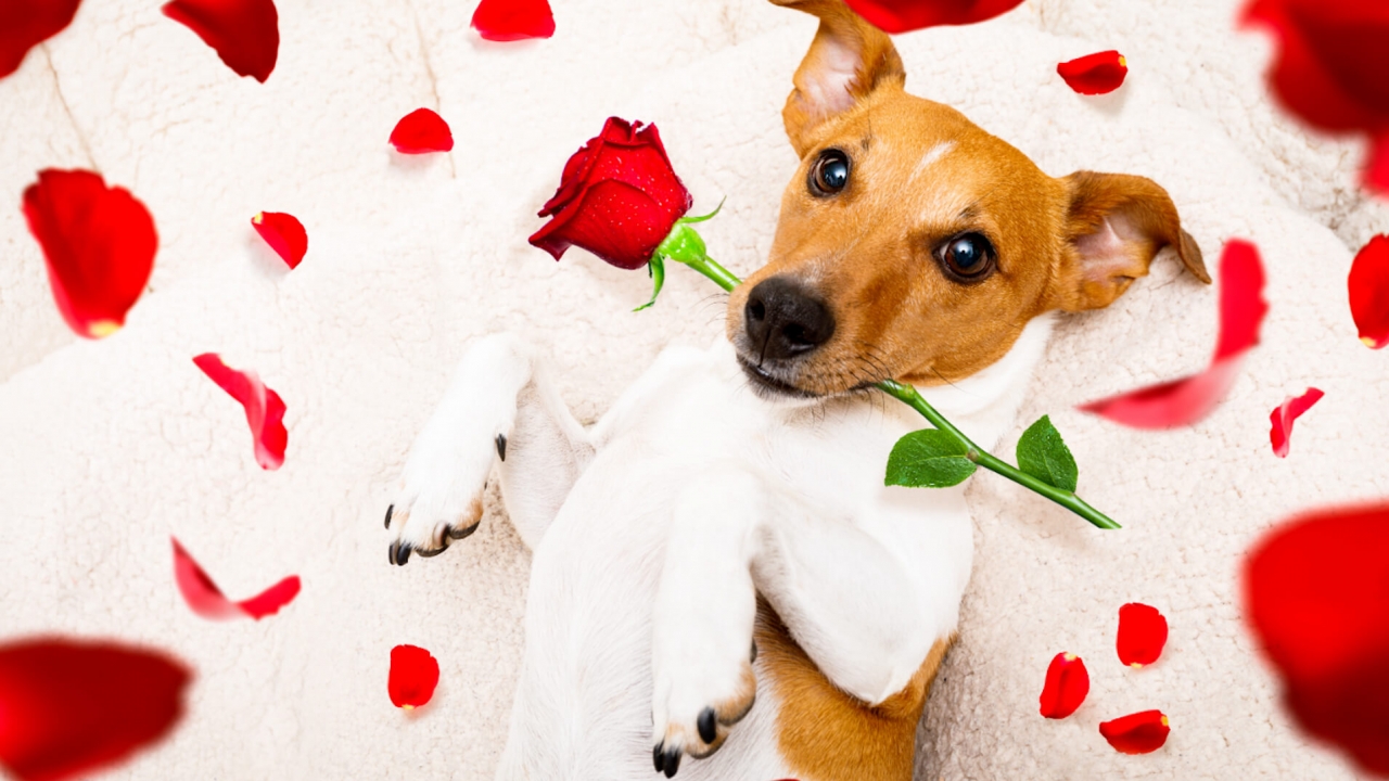 A generic image of a dog with flowers.