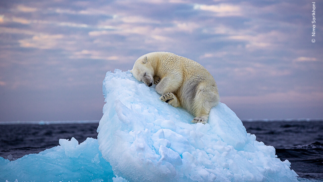 Polar bear napping on an iceberg