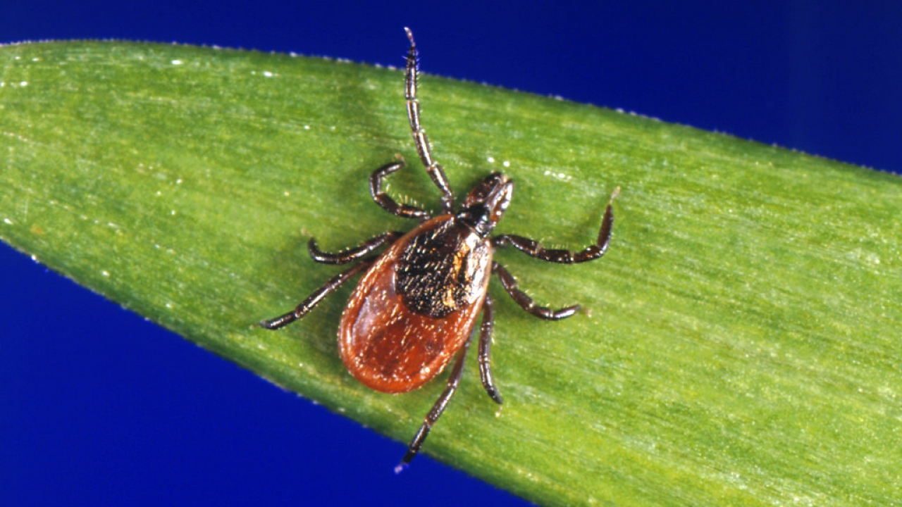 A deer tick rests on a plant