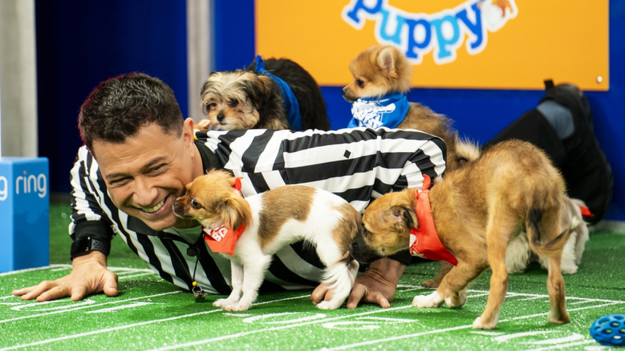 Puppy Bowl turns 20: Meet the pups and the 'rufferee' making history