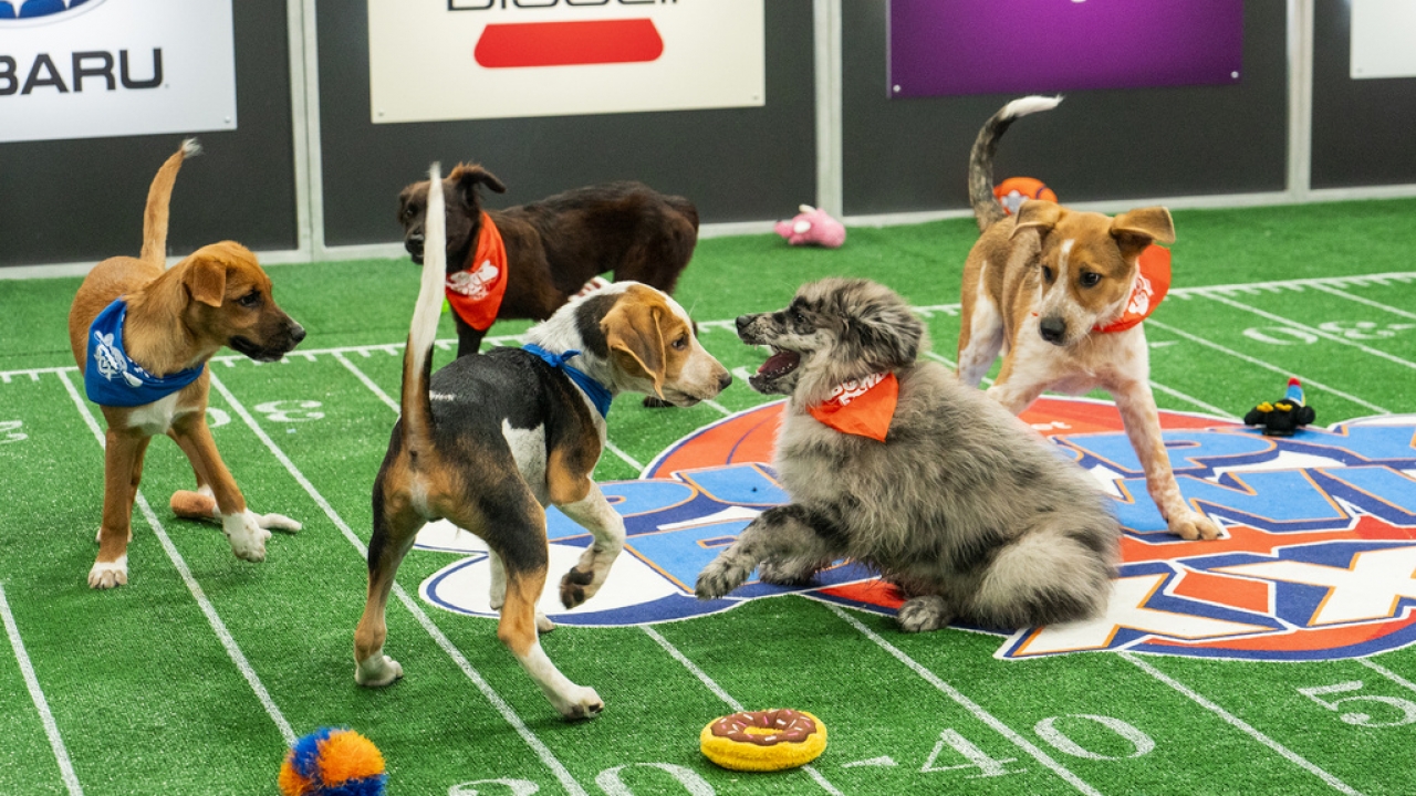 Participants of the annual “Puppy Bowl."