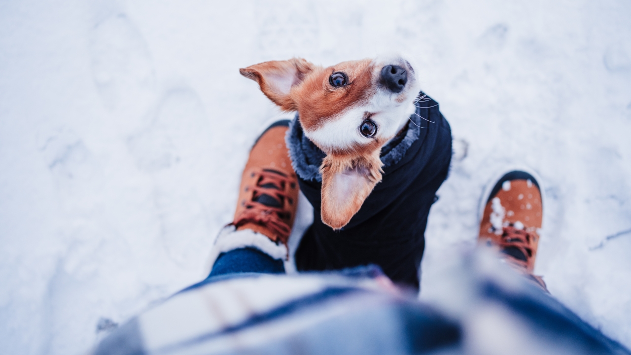 Dog wearing a jacket in the snow looks up toward owner
