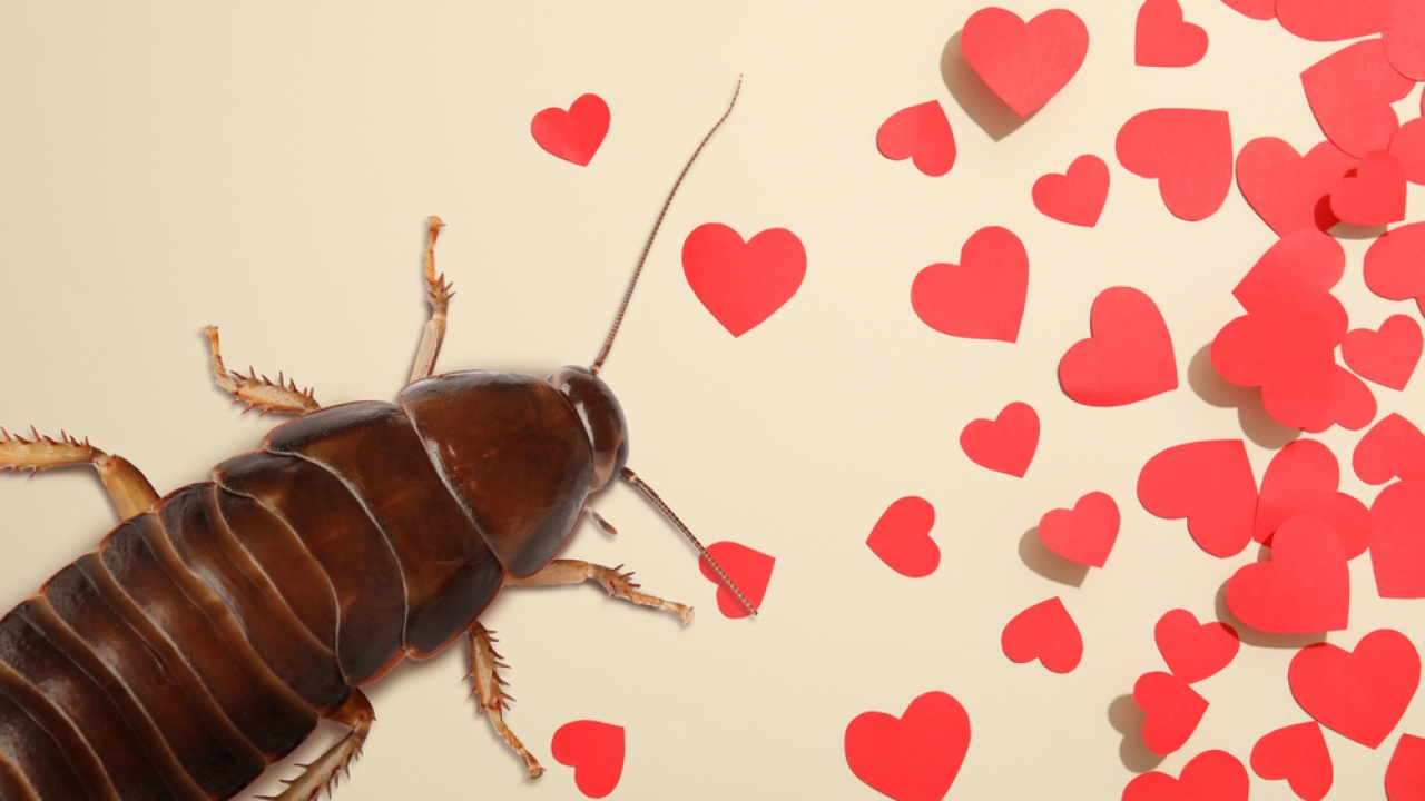 Cockroach with a background covered in hearts