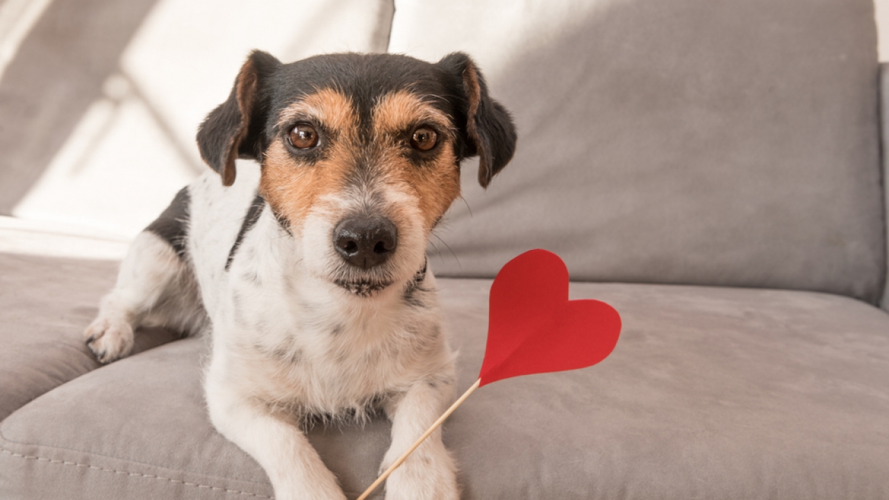 Jack Russell terrier holds Valentine's Day heart.
