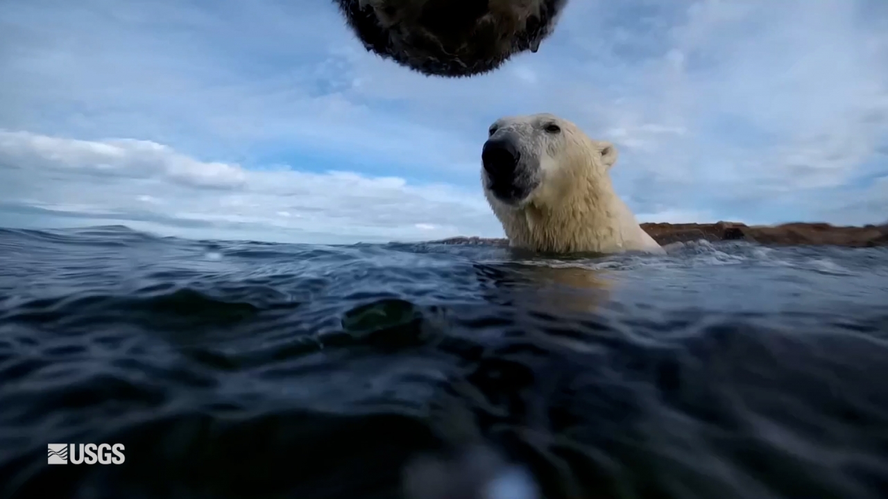 Climate change is starving polar bears, cameras strapped to them show