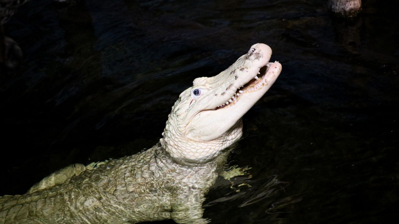 Zoo says it found 70 coins inside alligator's stomach
