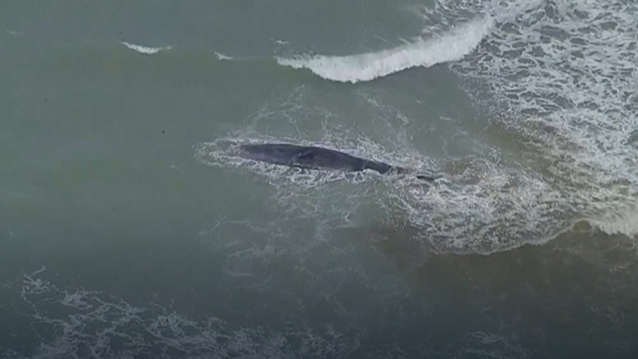 Large whale spotted beached on sandbar off Florida coastline
