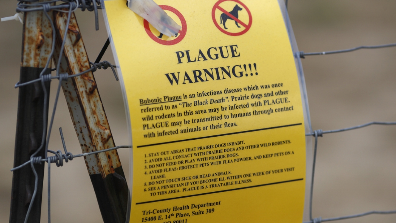 New Mexico man dies after contracting rare case of bubonic plague