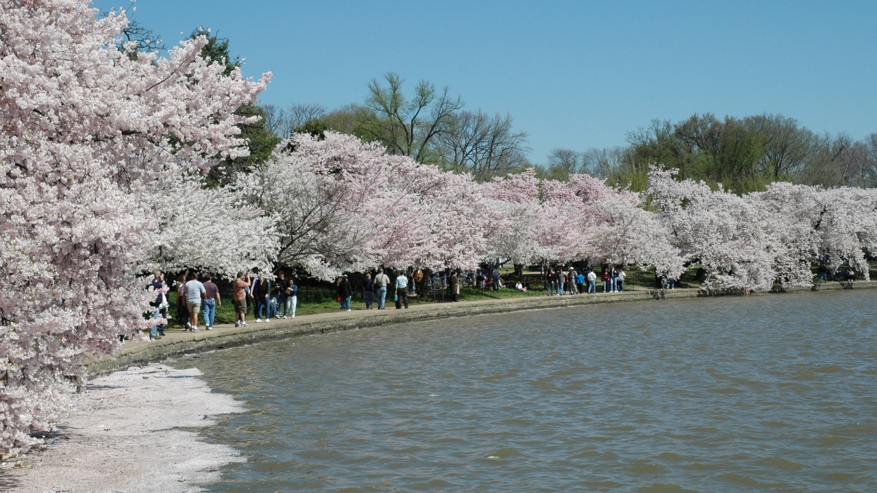 Cherry blossoms in DC hit peak bloom as dark cloud of removal looms