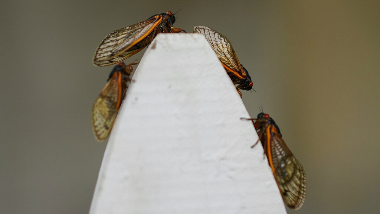 Study finds cicadas could project high-speed jets of urine at you