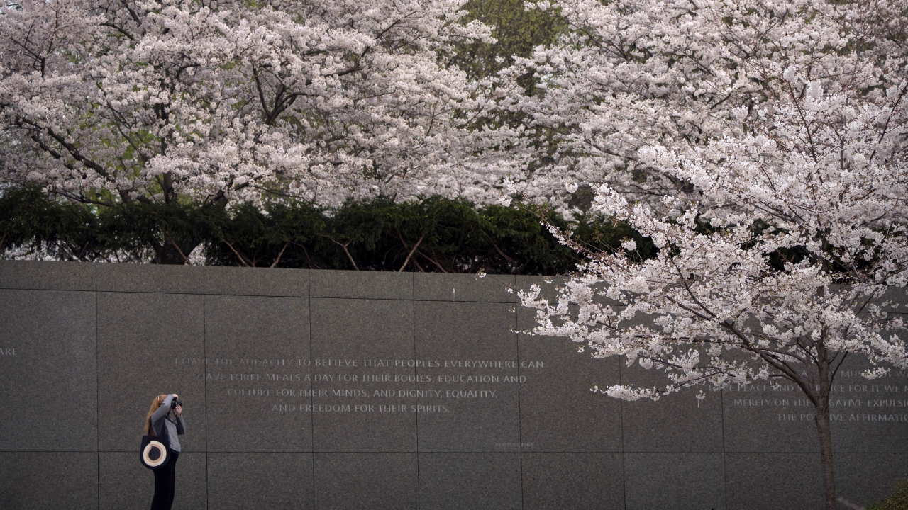 Early blooms in DC as National Cherry Blossom Festival begins