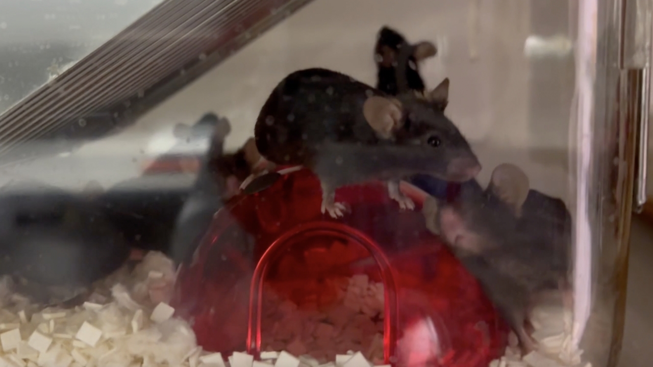 40 mice will be sent to space to help with macular degeneration study