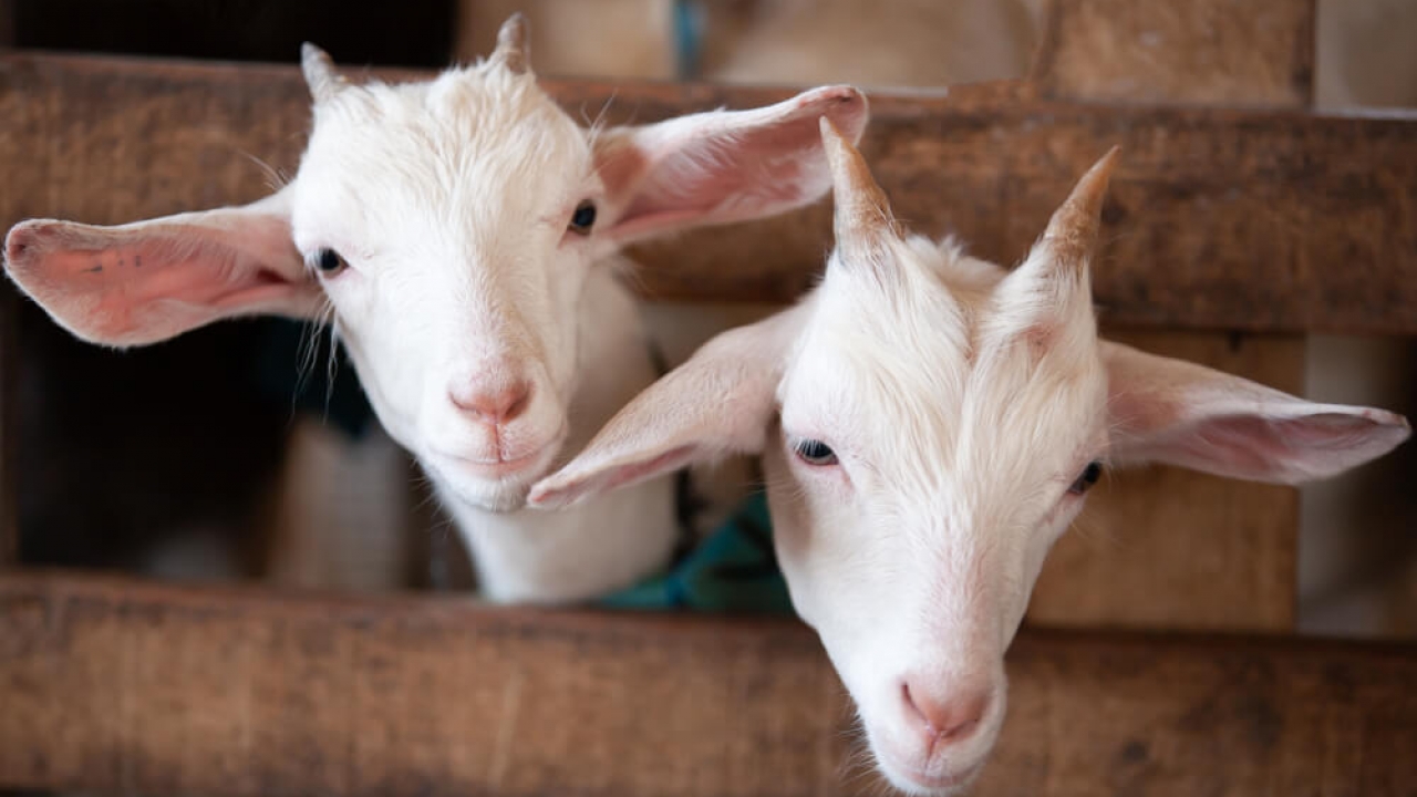 Generic image of young goats.