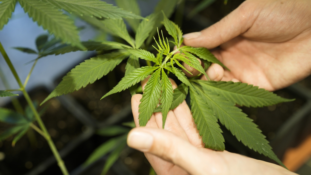 FDA recommends reclassifying marijuana; says it has medicinal purpose
