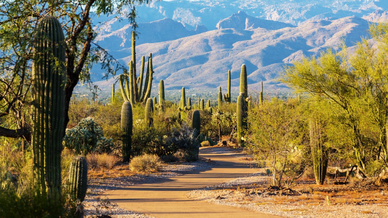Saguaro National Park gets new superintendent to protect iconic cacti