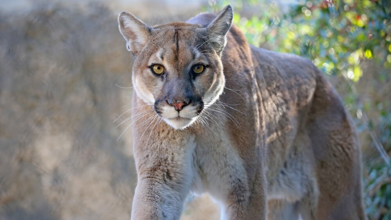 Authorities ID brothers attacked, 1 fatally, by mountain lion