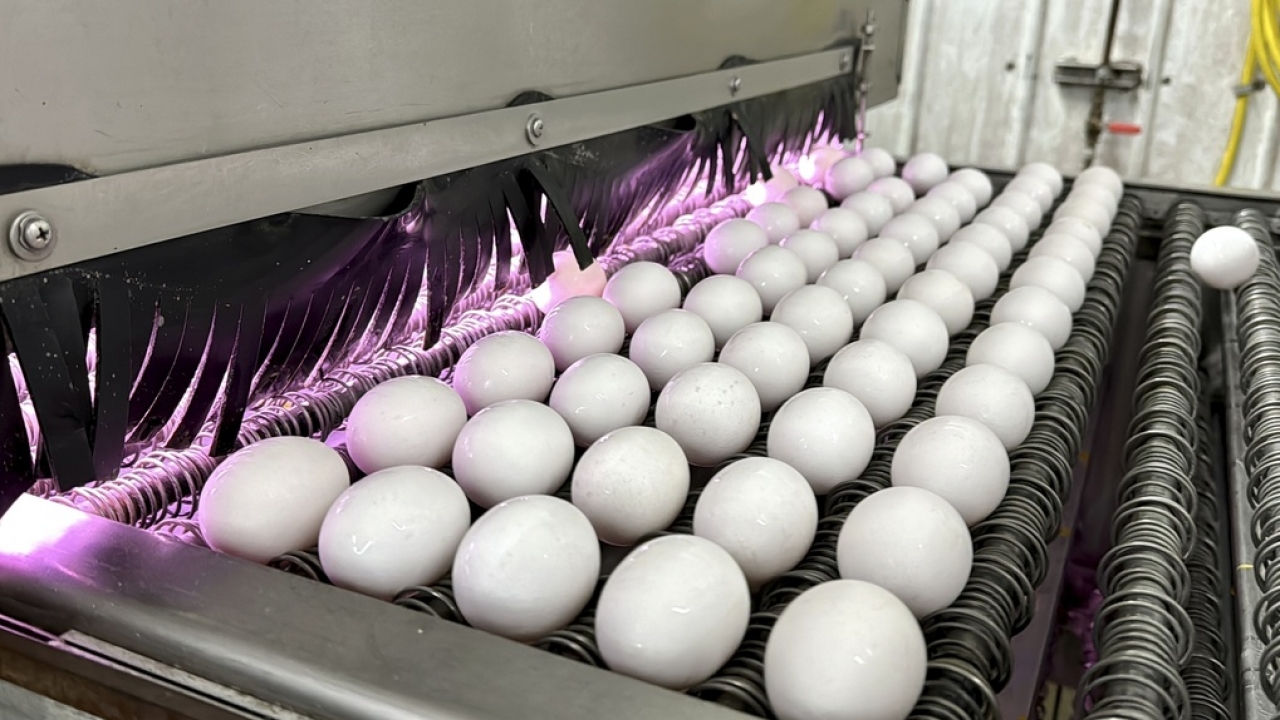Egg prices are at near-historic highs ahead of Easter