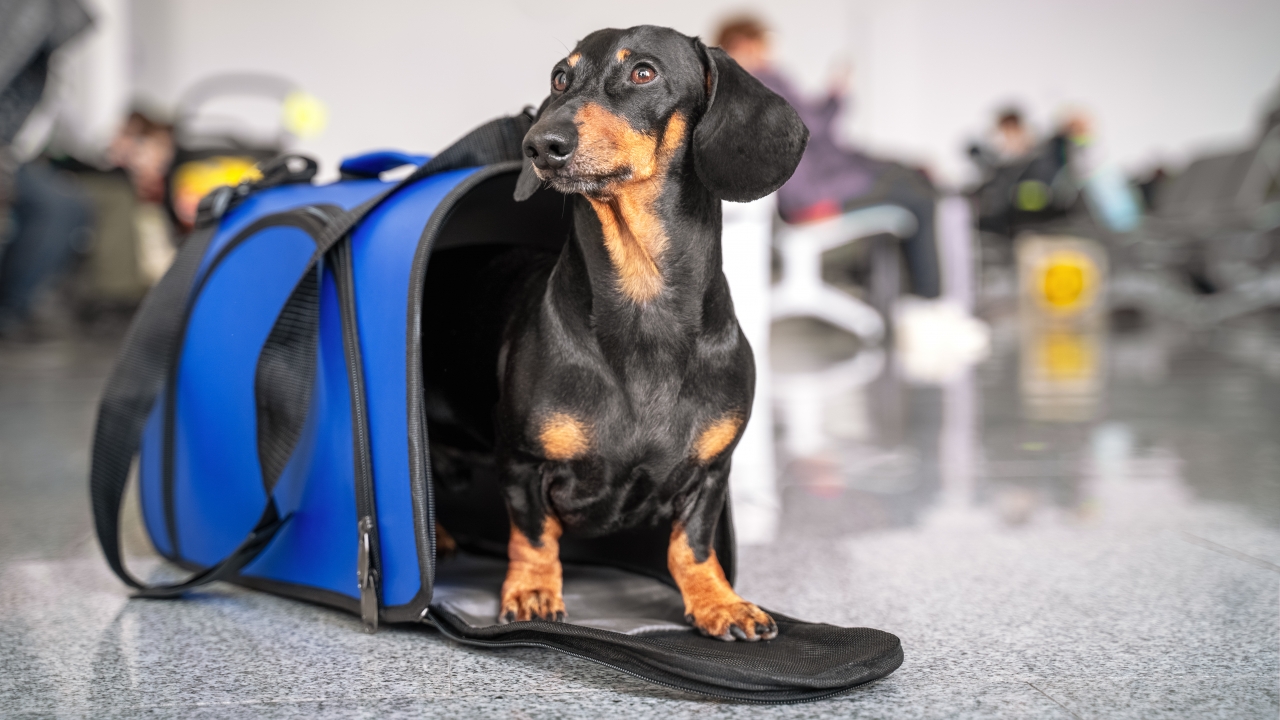 Best airlines, top tips for smooth air travel with your pets