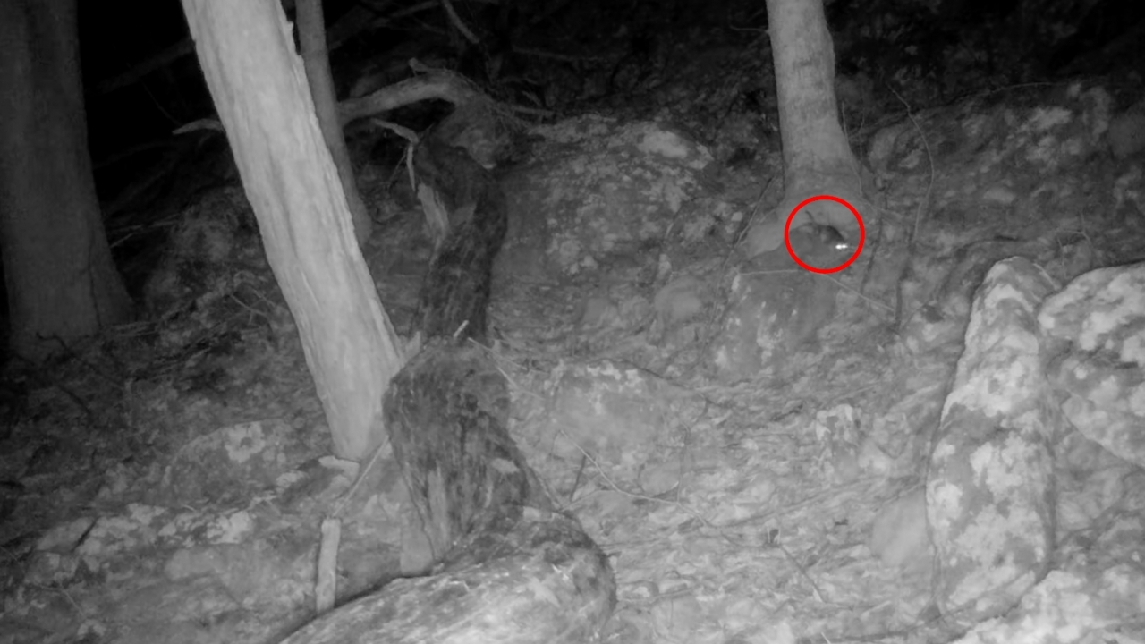 'Elusive creature' captured on camera by wildlife officials
