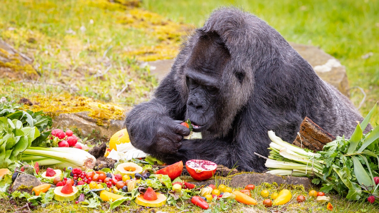 Fatou, the world's oldest gorilla, celebrates her 67th birthday