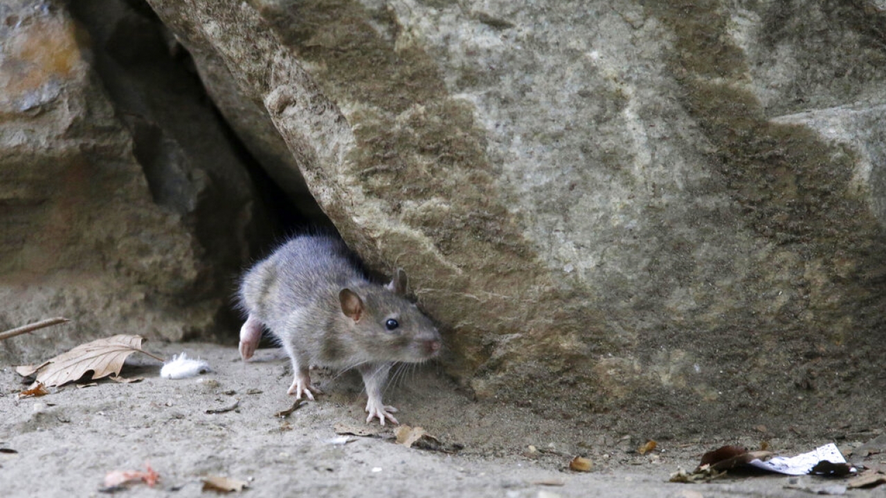 NYC wants to give rats birth control to curb the rodent population