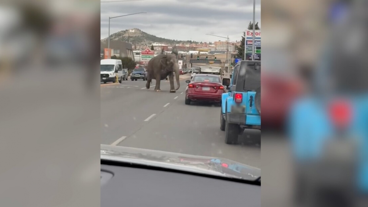A circus elephant loose on a busy Montana street causes a stir
