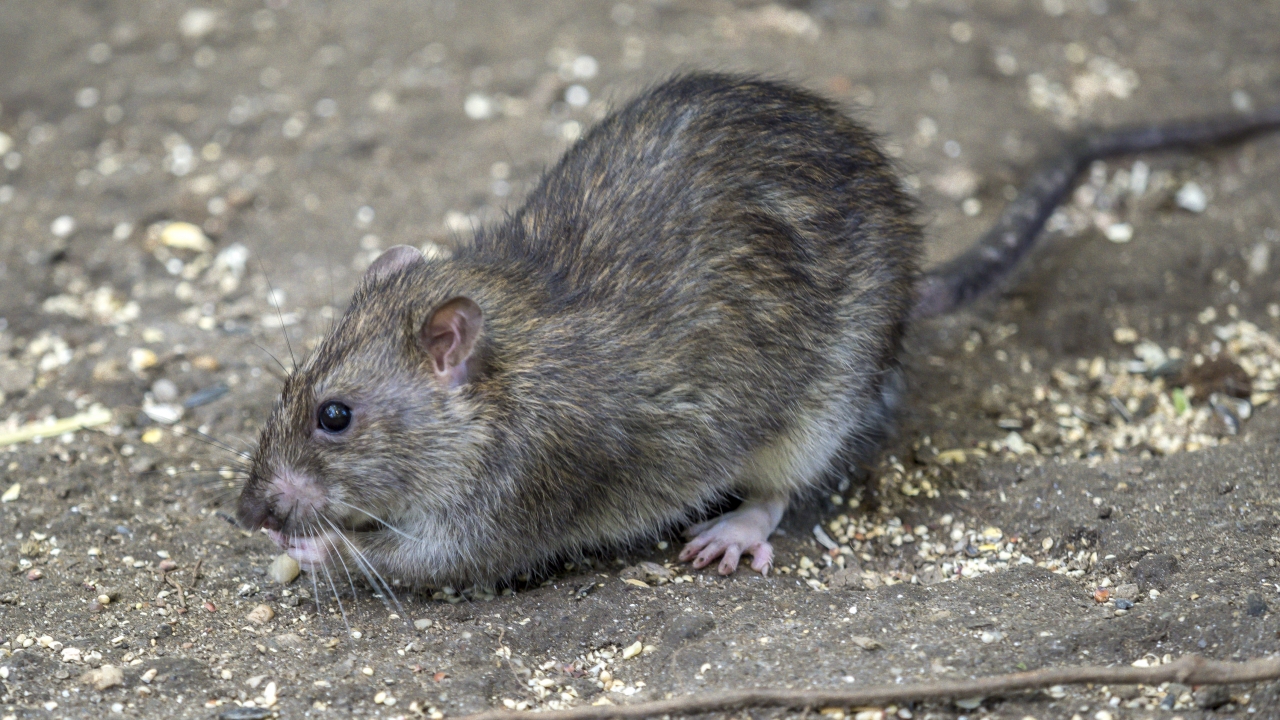 Human infections from rat urine increasing in New York City