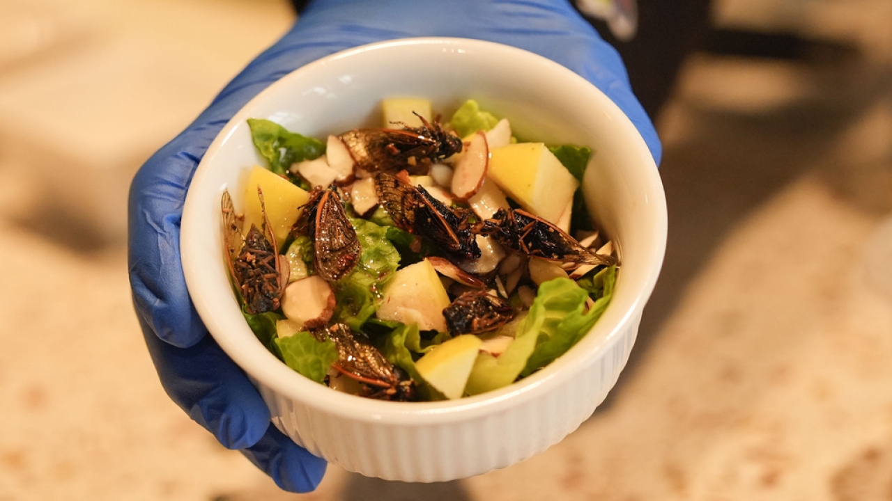 Would you like a cicada salad? Noisemakers descend on New Orleans menu