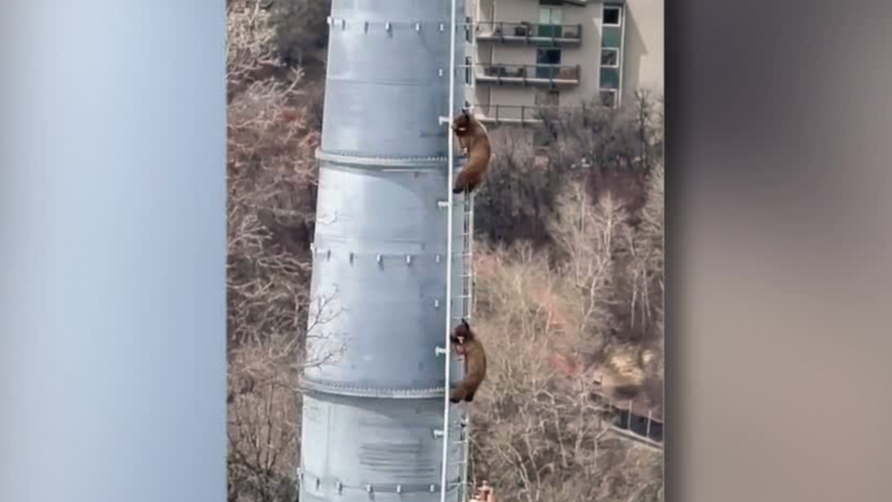 Watch bear cubs practice climbing on gondola lift tower in Colorado