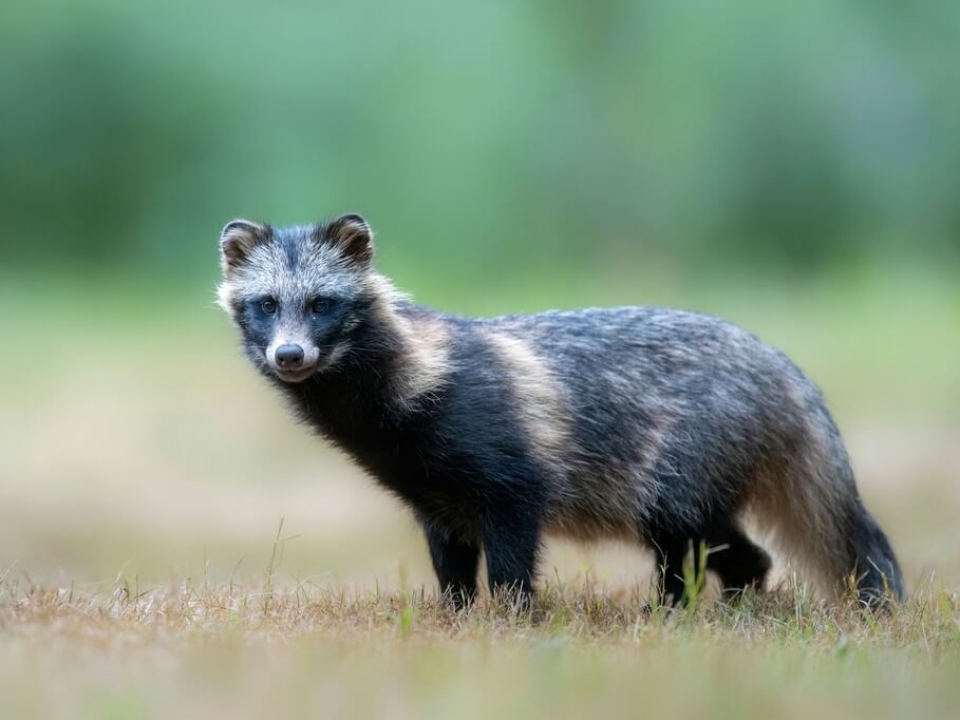 New data links COVID-19 pandemic's origins to raccoon dogs