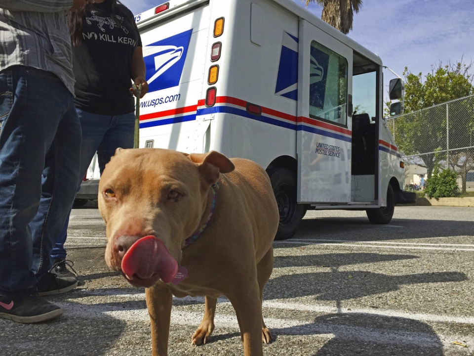 These are the states where mail carriers face the most dog attacks