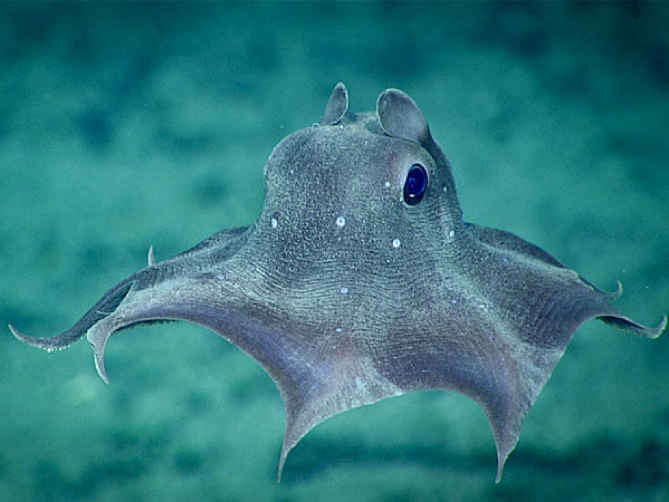 Diving into the abyss: What lies in the ocean's depths?