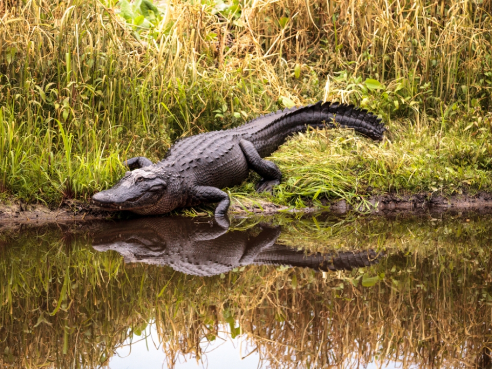 Rare fatal alligator attack reported in South Carolina