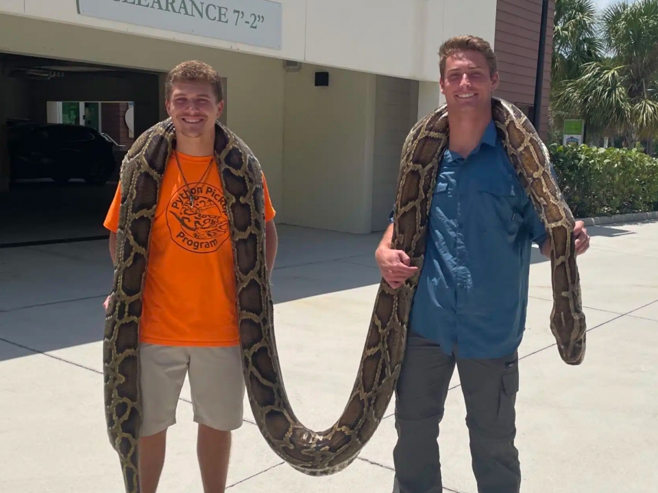 19-foot invasive Burmese python captured in Florida