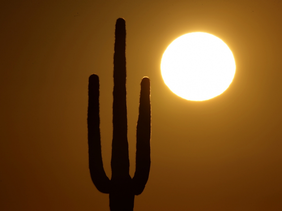 Record heat contributes to killing off iconic saguaro cactuses