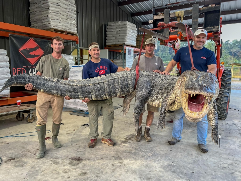 You have to see this 14-foot-long alligator captured in Mississippi