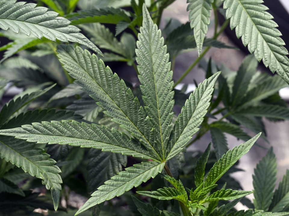 US health agency recommends marijuana for rescheduling