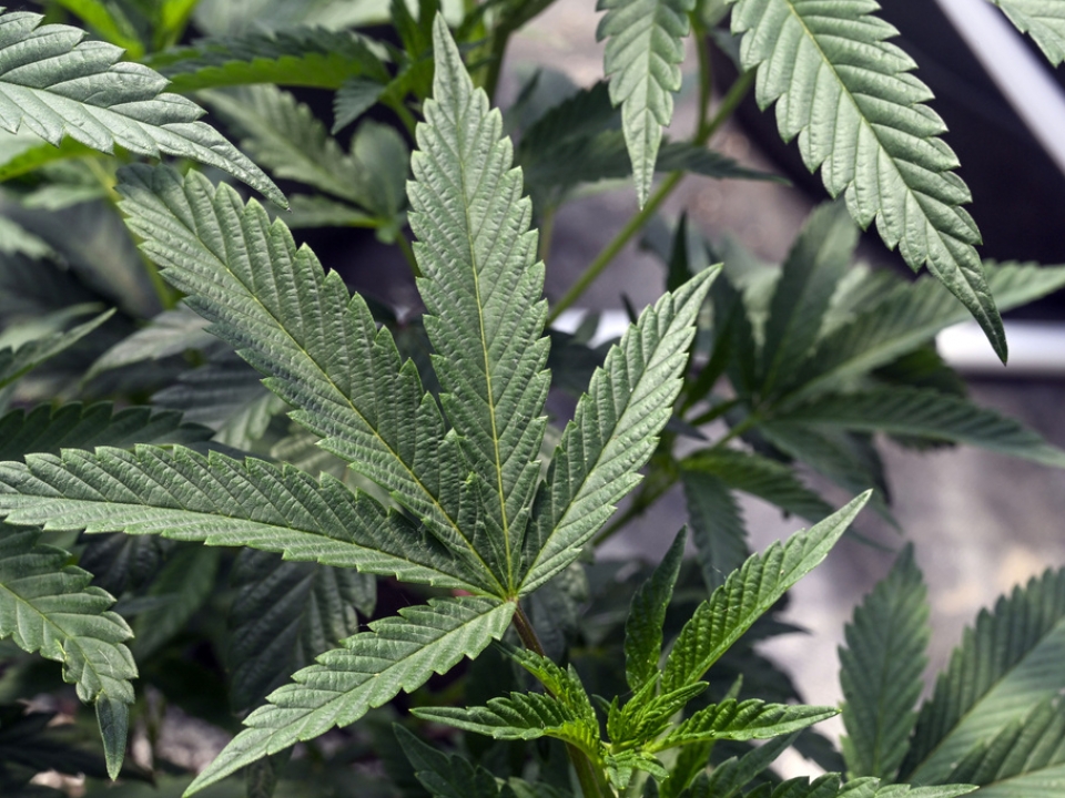Marijuana laws could change as DEA considers reclassification