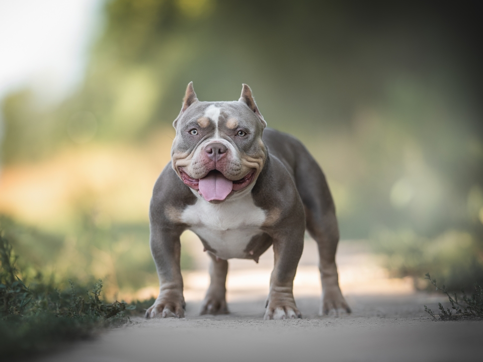 Why the UK is planning to ban this American dog breed