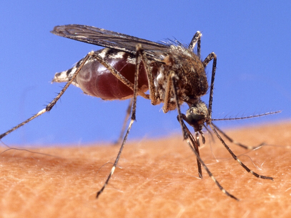 West Nile cases are appearing in alarming rates in these states