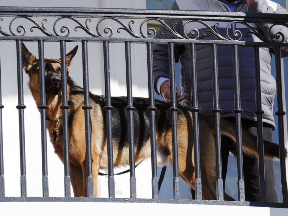 Biden's dog bites another Secret Service employee at White House