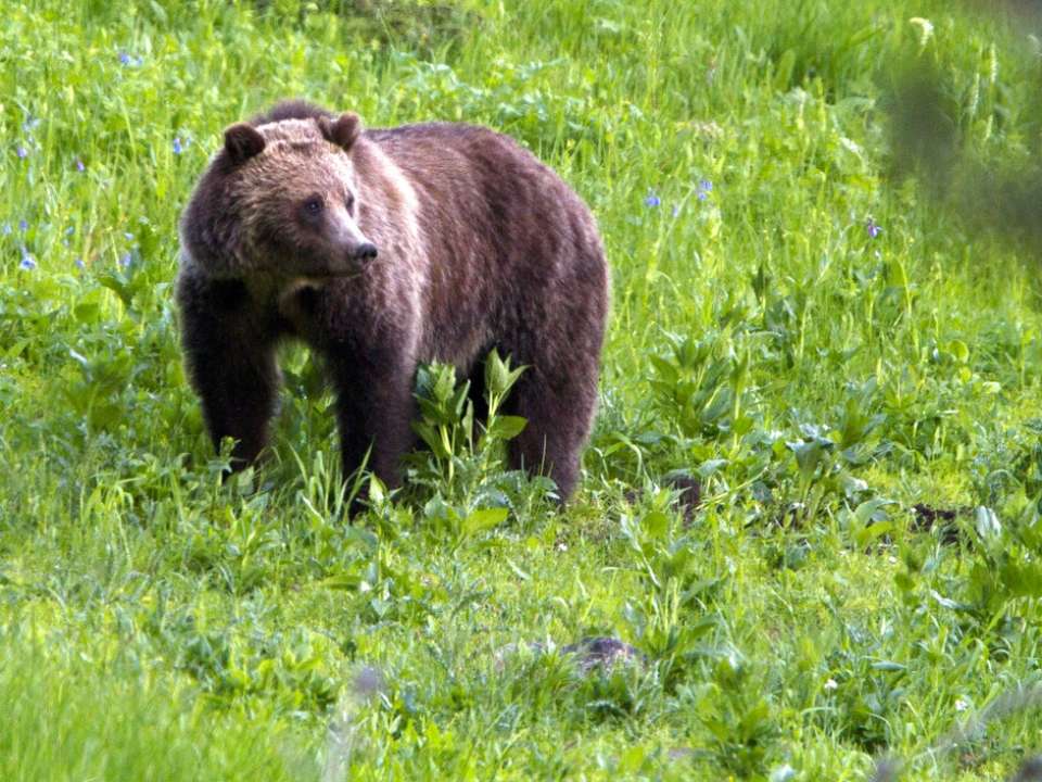 Couple and their dog killed in grizzly bear attack at national park