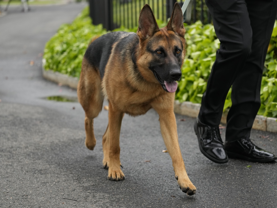 Biden's dog Commander no longer at White House after biting incidents